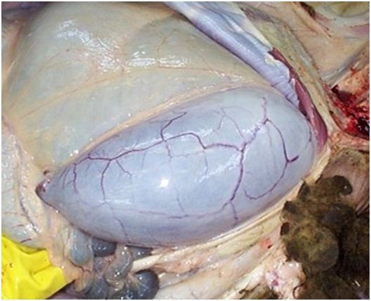 NADIS_Disease-Alert-040914(1).jpg
