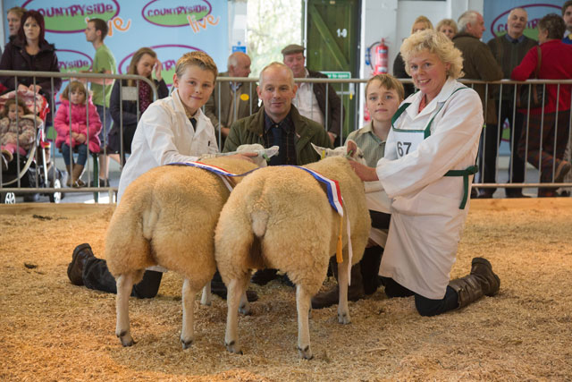 Texels lead the way at Countryside Live