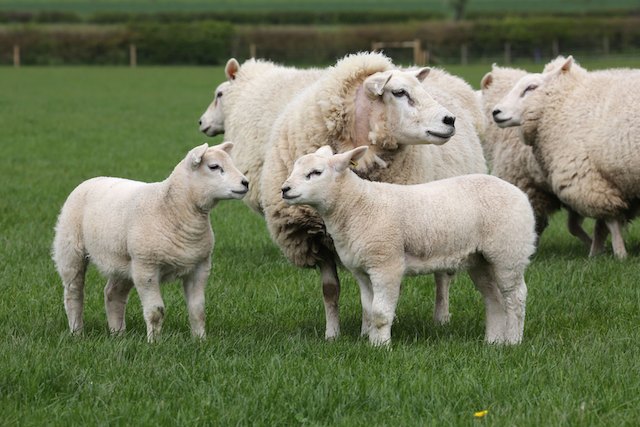 Texels to the fore at Scotsheep 