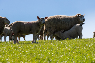 Texels(April2015)60.jpg