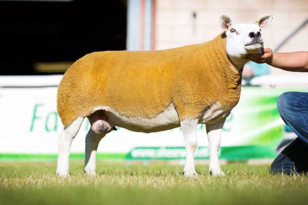 Procters lead the Royal Welsh Show line up