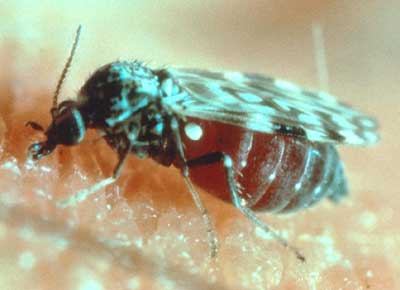 biting_midges_02.jpg
