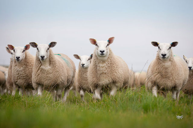 Profit key for viable sheep enterprises as BPS reductions start to bite
