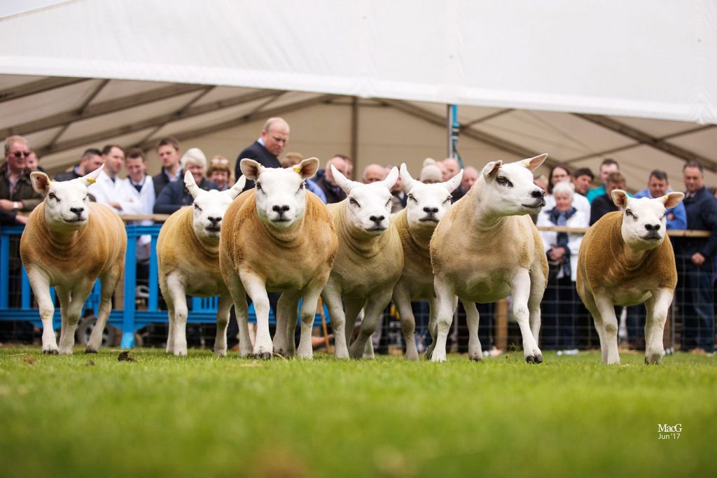 Females flourish at Royal Highland