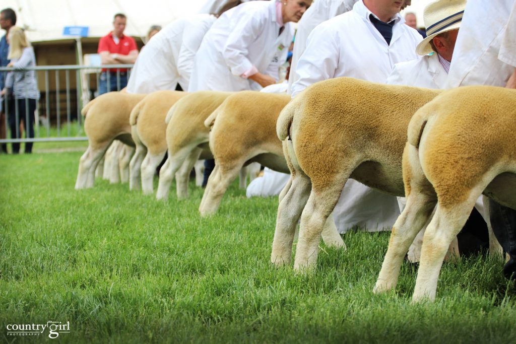 Southern Focus Show returns to Royal Bath and West