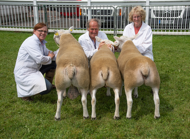 Interbreed success for Texels