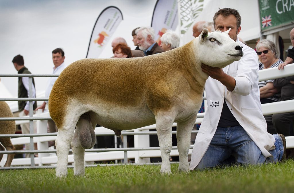 Texels continue interbreed success