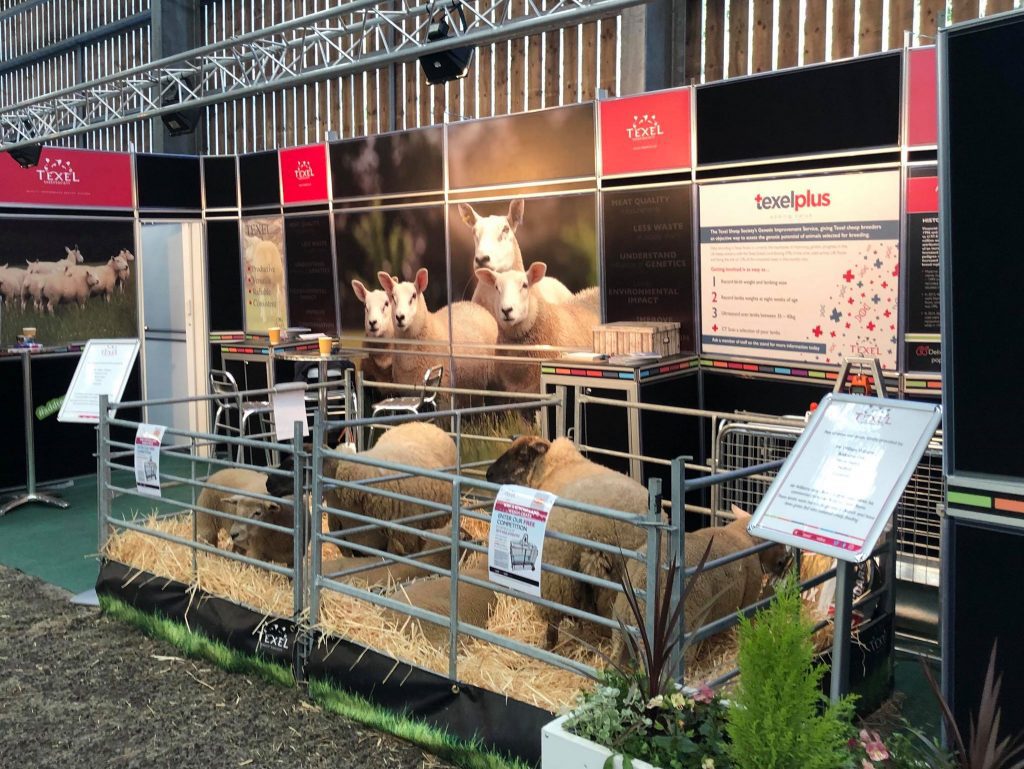 Successful day at Welsh Sheep for Texel Society