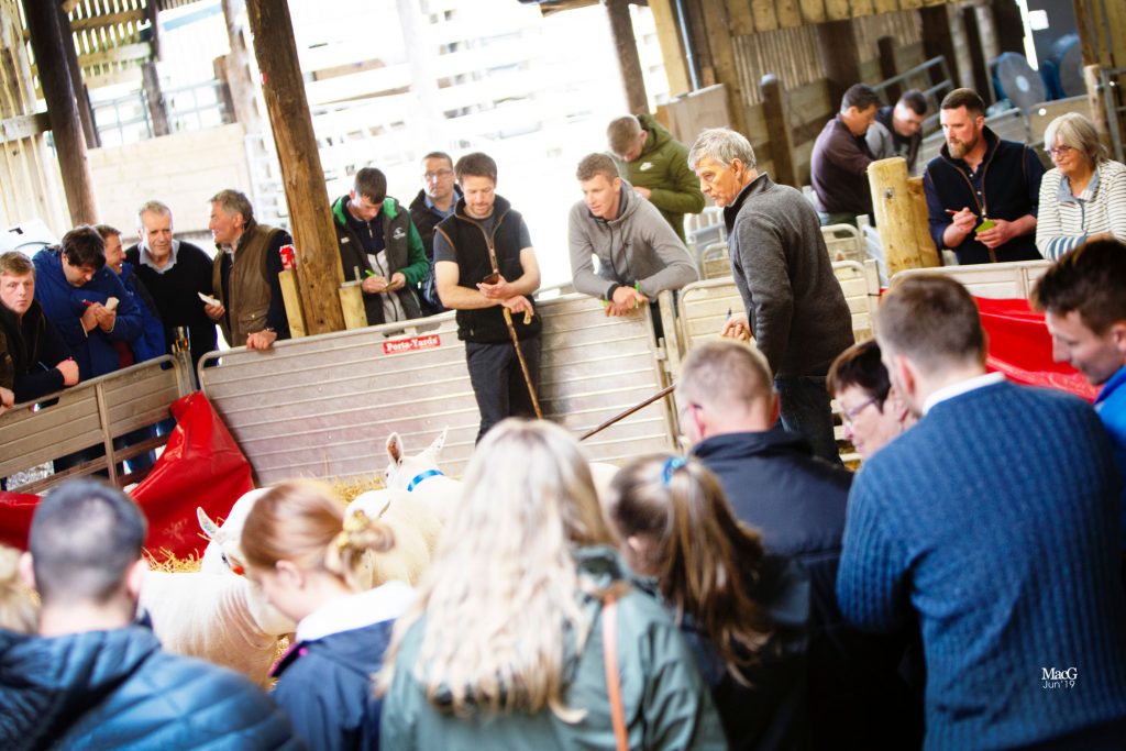 Young Texel enthusiasts gather for Five Nations Weekend