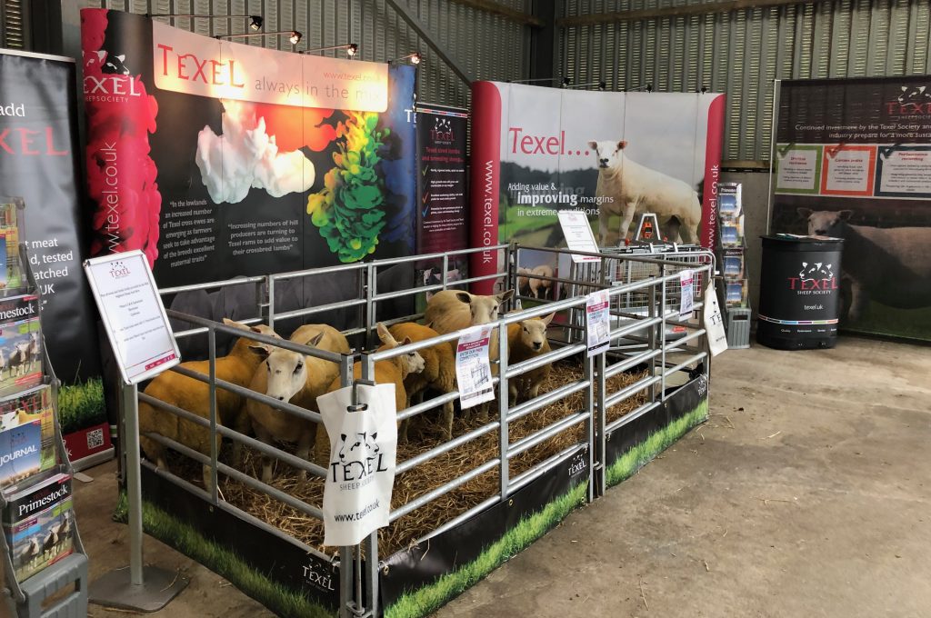 Texels at heart of NSA Highland Sheep