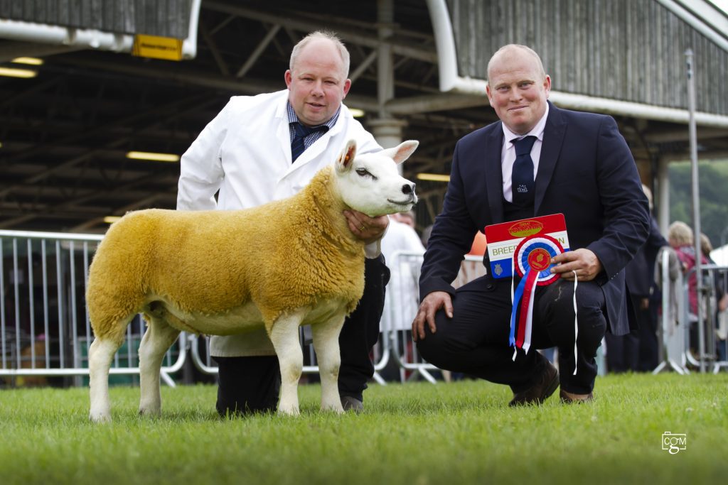 Procters ewe lamb takes Great Yorkshire championship and reserve interbreed title