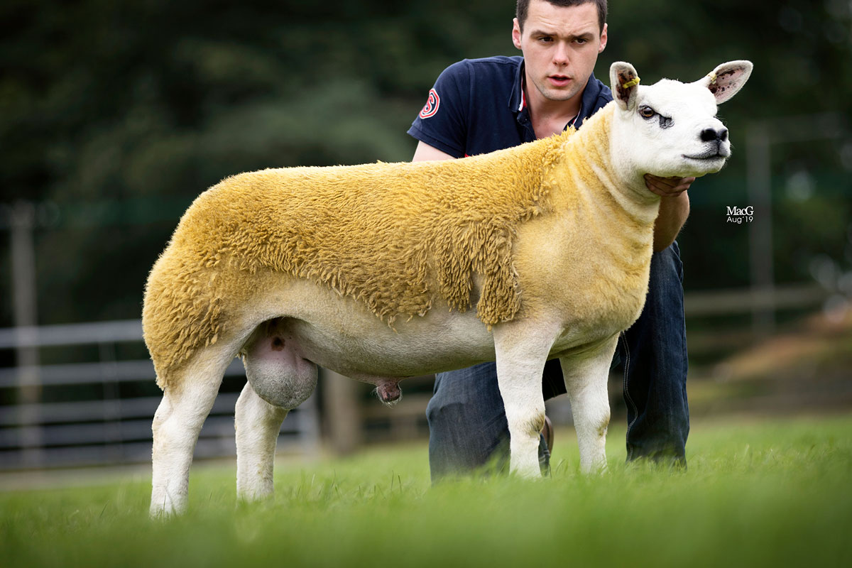Midlock Capaldi calls the tune at 200,000gns – The British Texel Sheep ...