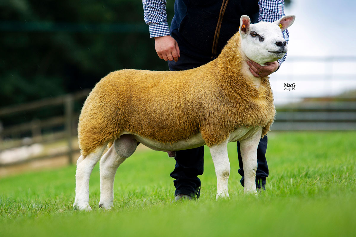 Midlock Capaldi calls the tune at 200,000gns – The British Texel Sheep ...