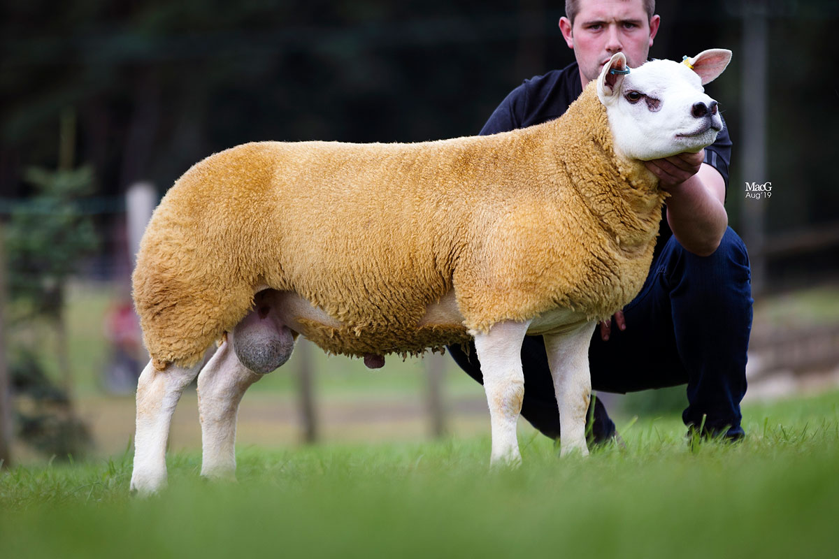 Midlock Capaldi calls the tune at 200,000gns – The British Texel Sheep ...
