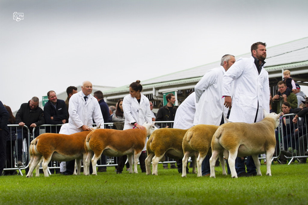 Texel-4836