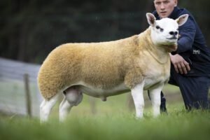Sportsmans Double Diamond breaks records at 350,000gns