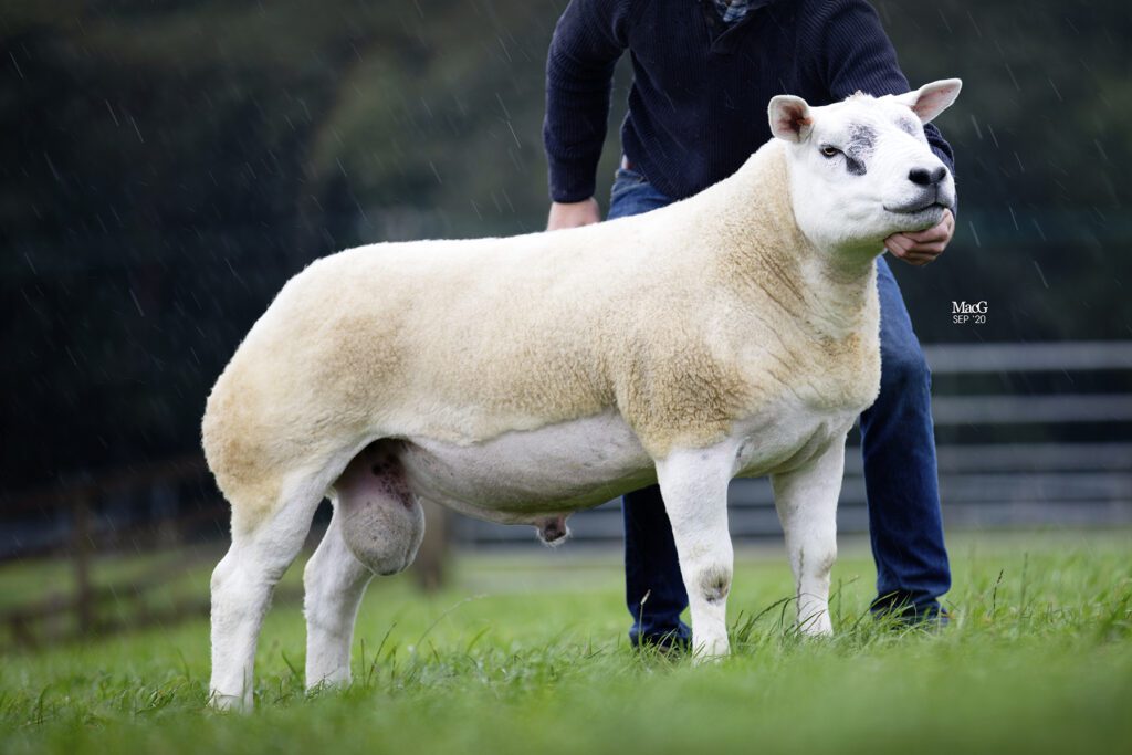 Kelso replacement sale sees £12,000 topper – The British Texel Sheep ...