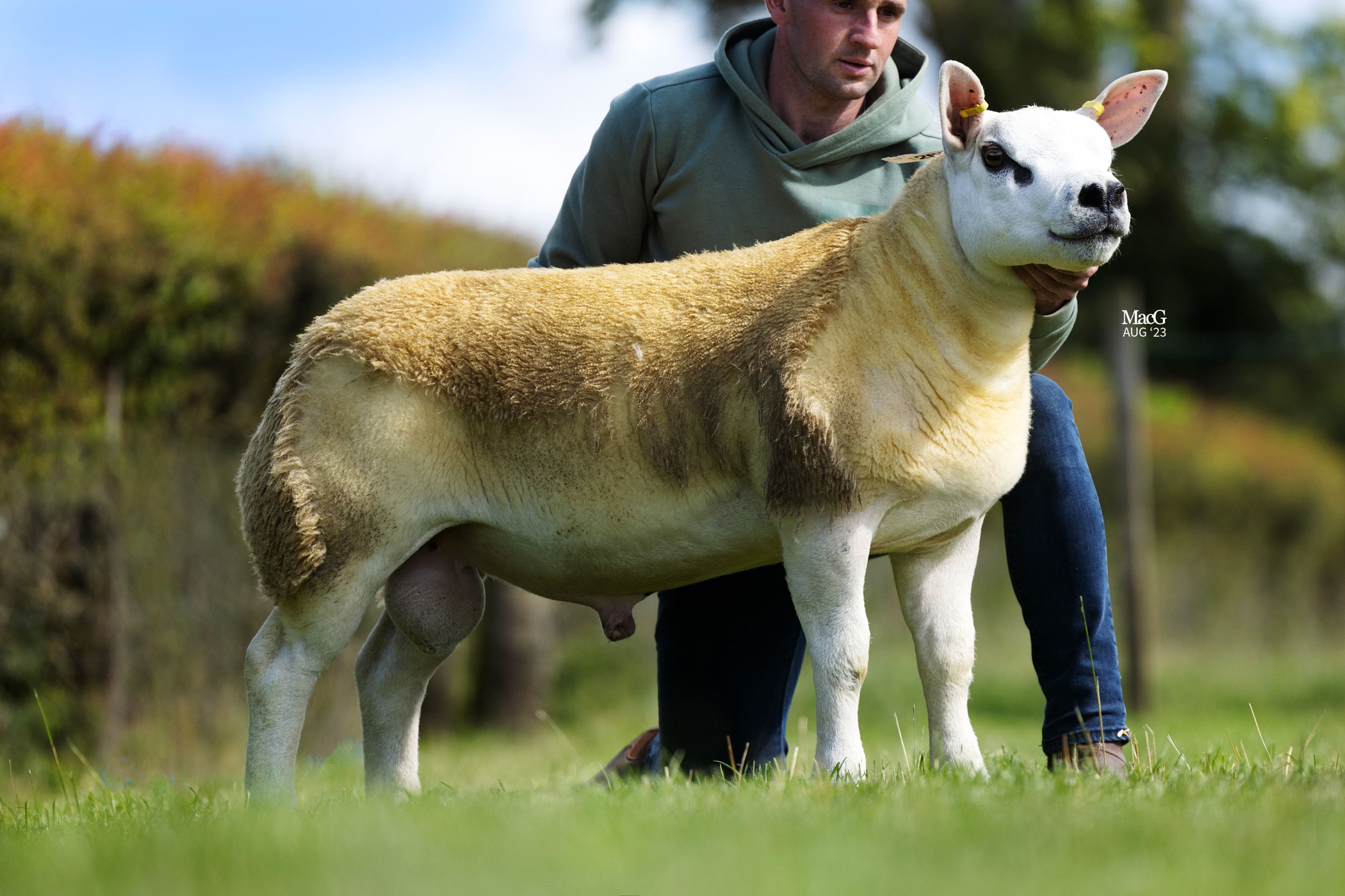 2023 - CKP2307478 - Knap Grumpy