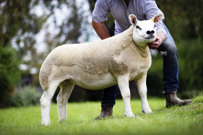 Shearling Ewe Breed Record