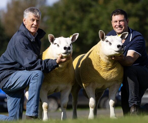 Ettrick-Flock-Photograph Ettrick-Flock-Photograph