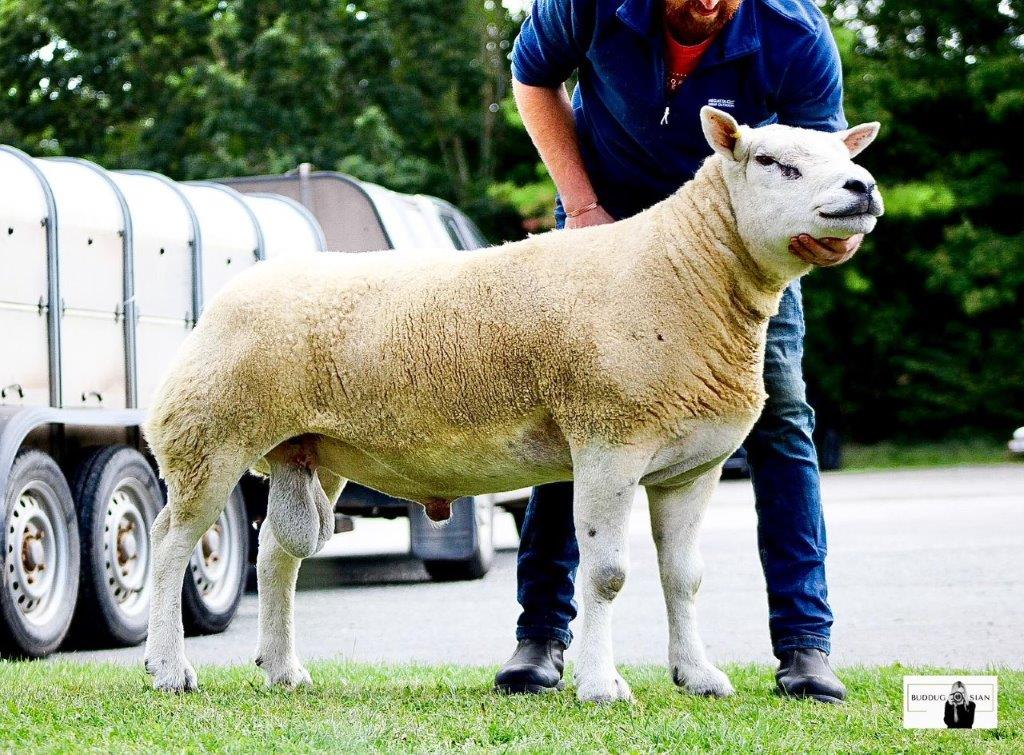 Aged Ram Breed Record