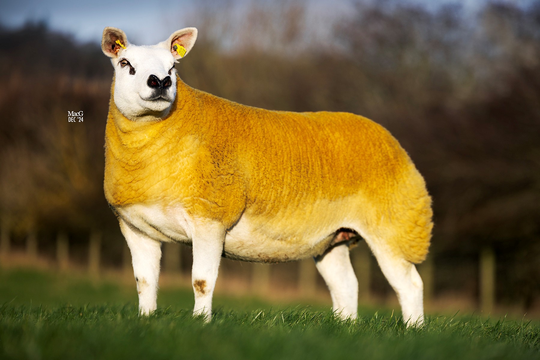 In Lamb Shearling Ewe Breed Record